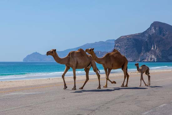 cheap-oman-tour-and-things-to-do-in-muscat-oman-g4